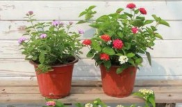 胜子大哥爆料视频大全最新,揭秘娱乐圈幕后真相